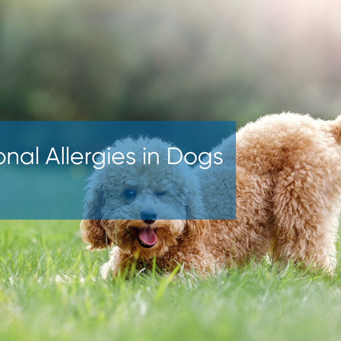 Seasonal Allergies in Dogs