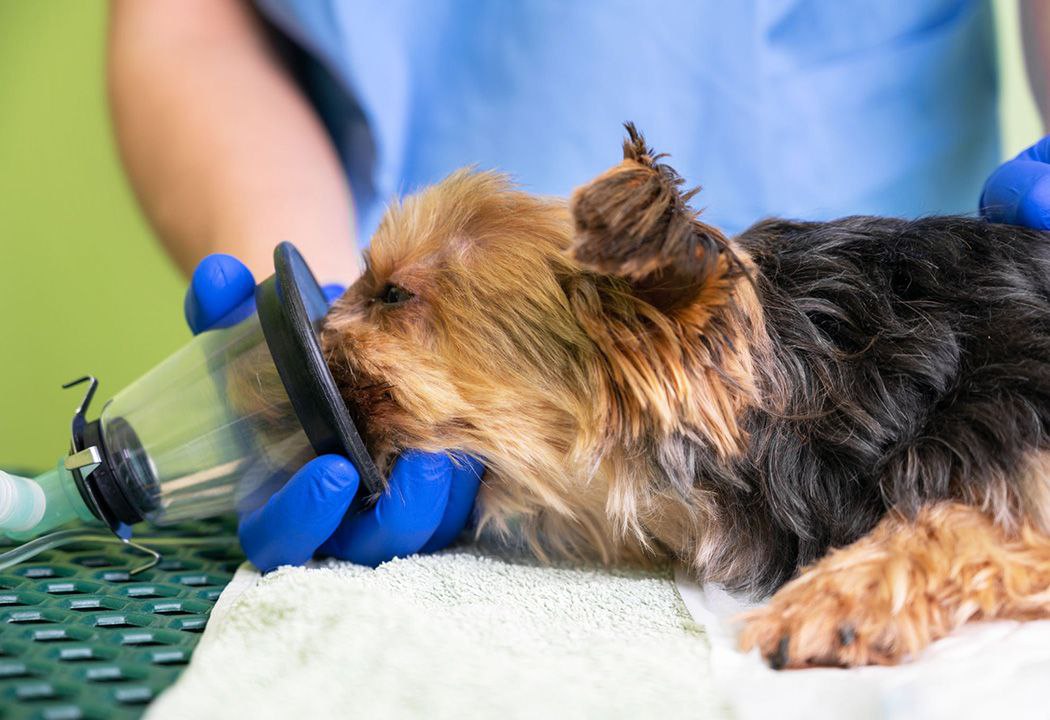 best oxygen concentrators for pet