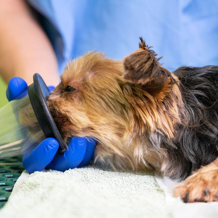 best oxygen concentrators for pet