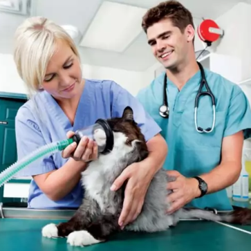 oxygen therapy for pets