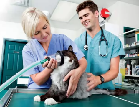 oxygen therapy for pets