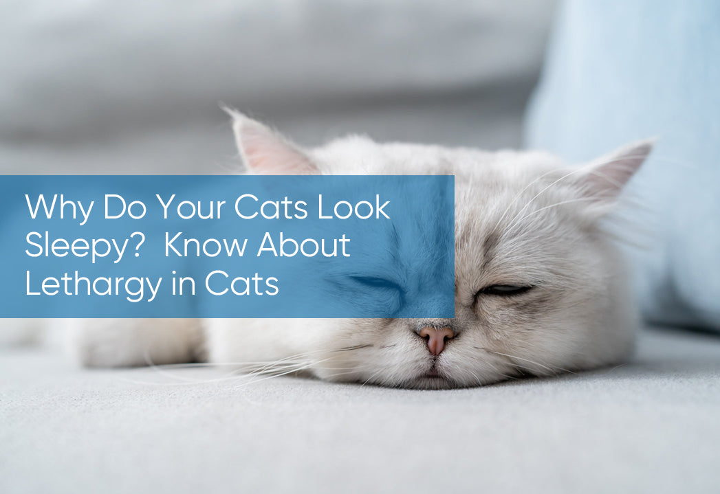 Why Do Your Cats Look Sleepy?--Know About Lethargy in Cats