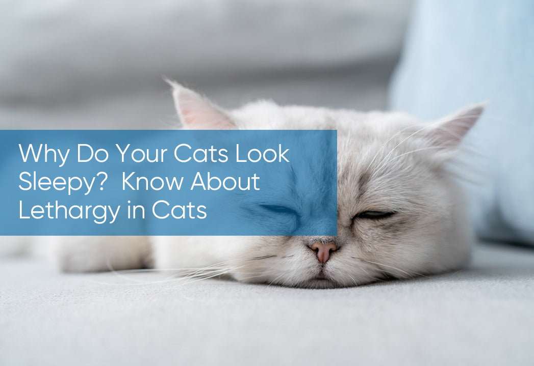 Why Do Your Cats Look Sleepy? | Varoninc.Com — VARON